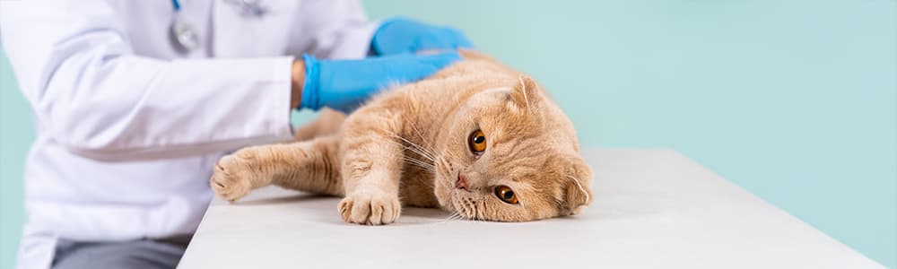 Diagnosis of early feline chronic kidney disease